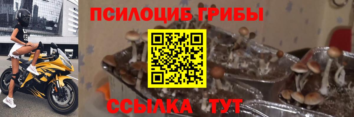 Псилоцибиновые грибы MAGIC MUSHROOMS  Псилоцибиновые грибы Cubensis  Курган  Вход с VPN 
